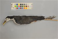 藏品(白腹秧雞)的圖片